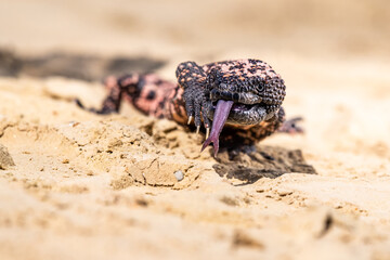 Lizard Gila Monster( Heloderma suspectum) north america.