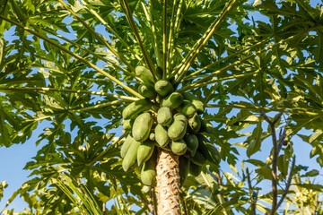 Growing papaya (papaw or pawpaw) tree with flowers and young fruit. Bali, Indonesia. Carica papaya plant.