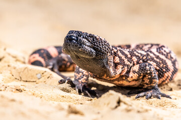 Lizard Gila Monster( Heloderma suspectum) north america.