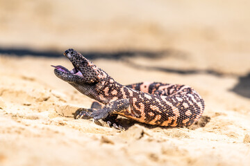 Lizard Gila Monster( Heloderma suspectum) north america.