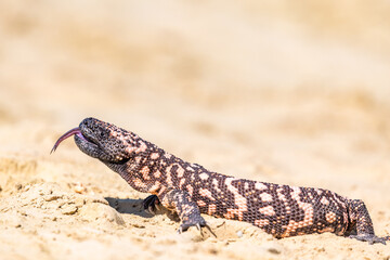 Fototapeta premium Lizard Gila Monster( Heloderma suspectum) north america.