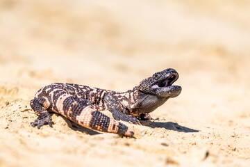 Lizard Gila Monster( Heloderma suspectum) north america.