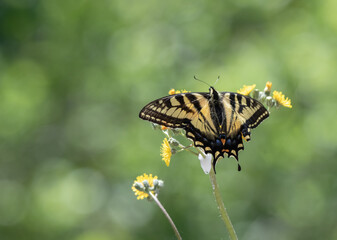 A Nature background of a female eastern tiger swallowtail butterfly (Papilio glaucus) on a yellow flower with blurred green foliage background