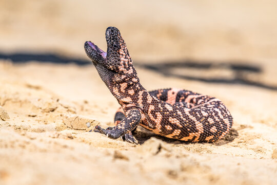 Lizard Gila Monster( Heloderma suspectum) north america.