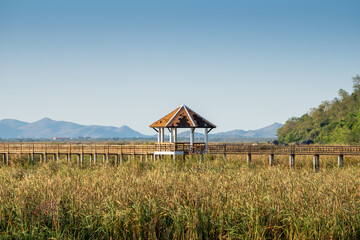 lotus pond nature park Prachuapkhirikhan Thailand