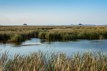 lotus pond nature park Prachuapkhirikhan Thailand