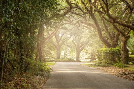 An oak tree lined road in the south with light streaming in near sunset background with copy space