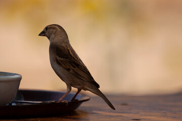 Close up isolated image of a wild sparrow landing on the rim of a breakfast plate on a wooden table