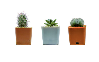 Set Collection  Small cactus on a white background.