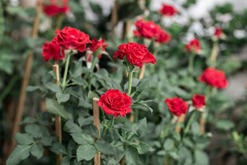 Blooming red roses on plant in garden