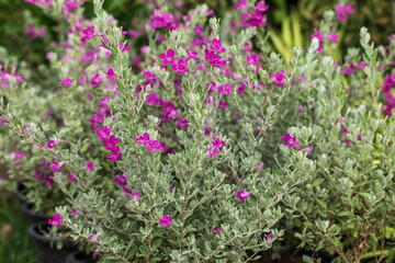Colorful purple Neon flowers on wild nature.