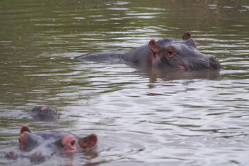 Hippo Hippopotamus amphibious Africa Safari Portrait Water Out open roar
