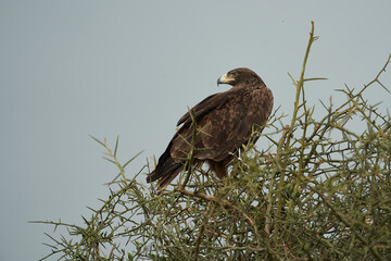  Tawny eagle Aquila rapax bird of prey