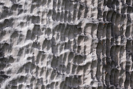 High resolution wooden texture wooden grey brown black white lines branch