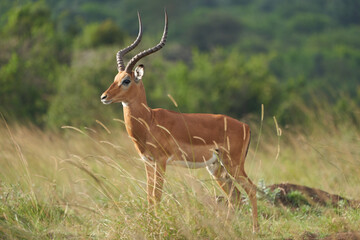 Impala Group Impalas Antelope Portrait Africa Safari