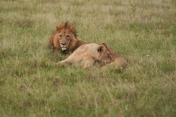 Lion and Lioness Kenya Safari Savanna Mating