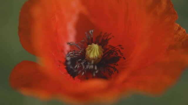 Moving in close up to a red poppy, Shallow depth of field