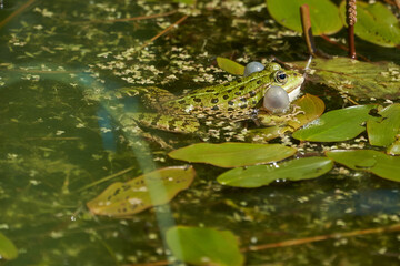 Water frog Pelophylax in green lake with beautiful reflection of eyes and Bladder 