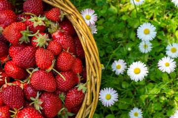 Wicker basket of freshly picked strawberries