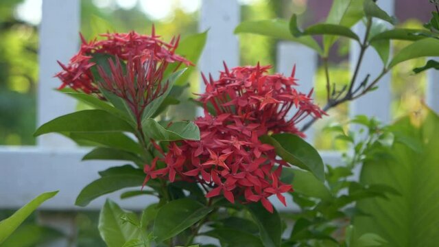 Red ixora flower in the garden