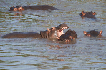 Hippo Hippopotamus amphibious Africa Safari Portrait Water