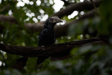 Silvery cheeked hornbill Bycanistes brevis Tanzania Lake Manyara or trumpeter hornbill Bycanistes bucinator