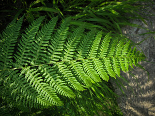 Close up of Bracken leaves (Pteridium aquilinum) in spring. Green fern leaves in garden. natural...