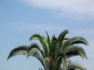 Fototapeta na wymiar Green crown of palm tree isolated on blue sky background. Sunny tropical island nature. View from the ground.
