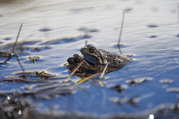 Water frog Pelophylax and Bufo Bufo in mountain lake with beautiful reflection of eyes Spring Mating