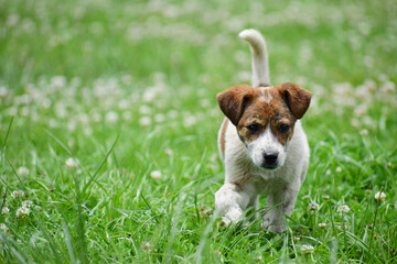a stray puppy walking in the park