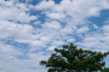 Obraz premium 空と雲と木