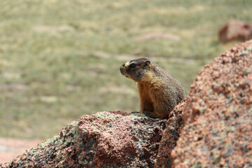 Marmot on the rocks