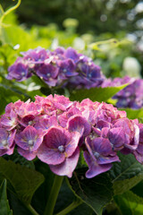 Obraz premium アジサイ