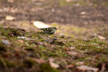 地面で木の実を食べるマヒワ