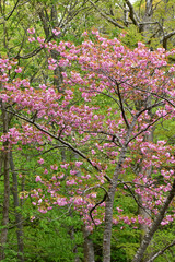 森に咲く八重桜