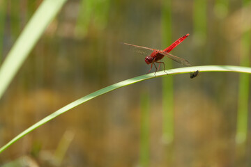 Crocothemis erythraea dragonfly Libellulidae broad scarlet darter