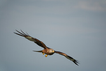 Red kite Portrait Milvus Milvus Fishing Lake