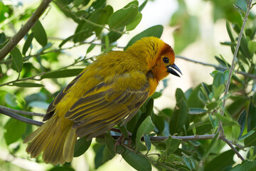 Golden palm weaver Ploceus bojeri Ploceidae Sweet Portrait