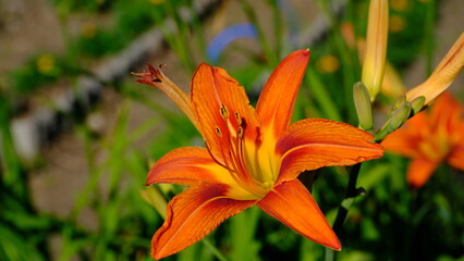 
Lilies in a city park