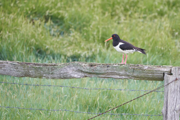 Eurasian oystercatcher Haematopus ostralegus common pied palaearctic at wadden sea noth Germany