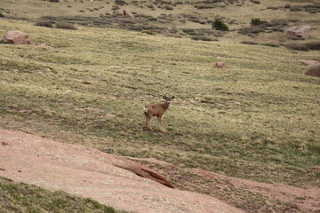 deer in the field