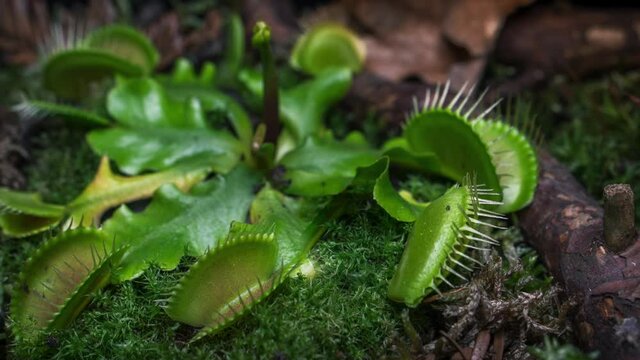 Time lapse of a Venus flytrap