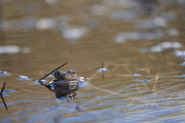 Water frog Pelophylax and Bufo Bufo in mountain lake with beautiful reflection of eyes Spring Mating
