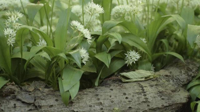 Ramsons wild garlic growing in woodland medium tilting shot
