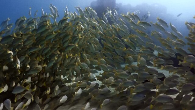 School of fish scattering in different directions across clear blue ocean floor of Hawaii.
