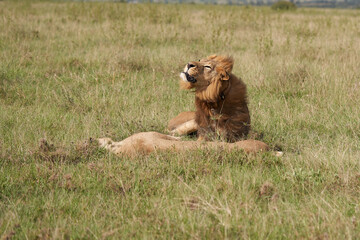 Lion and Lioness Kenya Safari Savanna Mating
