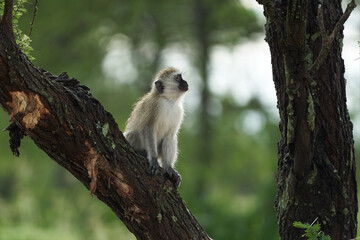 Vervet monkey Chlorocebus pygerythrus Old World monkey of the family Cercopithecidae Africa Portrait