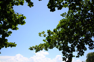 Fototapeta premium Green leaves backlight at beach.