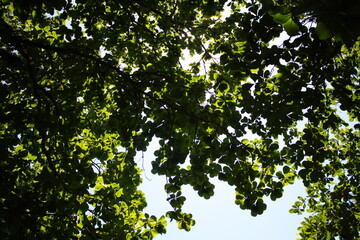 Green leaves backlight at beach.