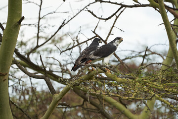 Augur buzzard Couple Buteo augurarge African bird of prey with catch eastern green mamba Dendroaspis angusticeps highly venomous snake 